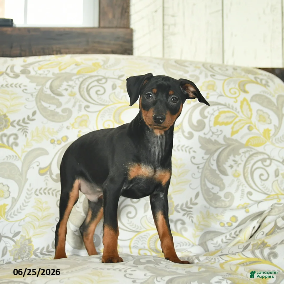 Miniature Pinscher dogs for sale: Hawkeye  - Ad 1