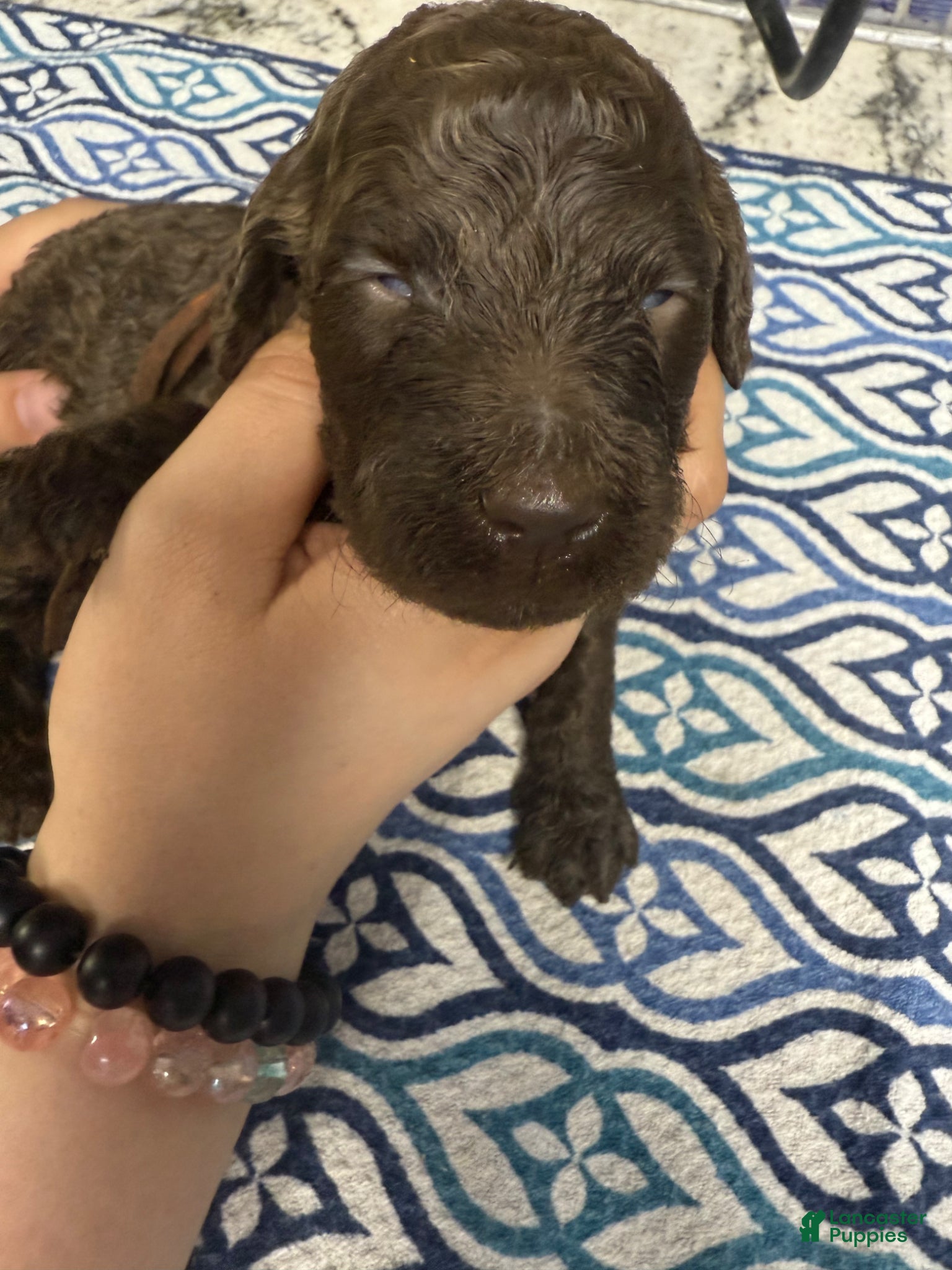 Standard Poodle dogs Standard Poodle Puppy 1 - Ad 1