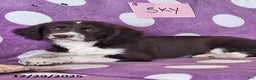 English Springer Spaniel dogs for sale: Sky - Ad 4