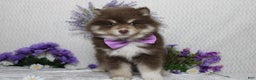 Pomsky dogs for sale: Duey  - Ad 1
