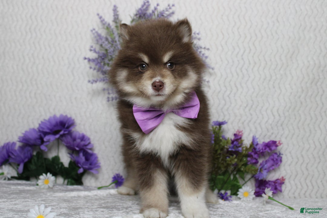 Pomsky dogs for sale: Duey  - Ad 1