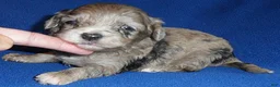 Shihpoo dogs for sale: Muffin - Ad 3