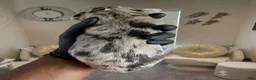 Great Dane dogs for sale: Rhythm and Soul’s Rhythm of Ella Mai - Ad 5