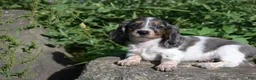 Miniature Dachshund dogs for sale: Molly - Ad 6