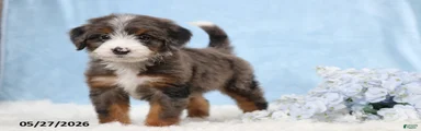 Tasha