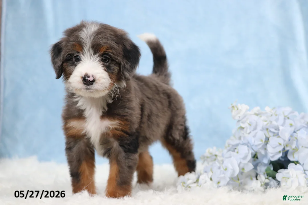 Mini Bernedoodle dogs for sale: Tasha - Ad 1