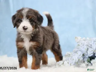 Mini Bernedoodle dogs for sale: Tasha - Ad 3