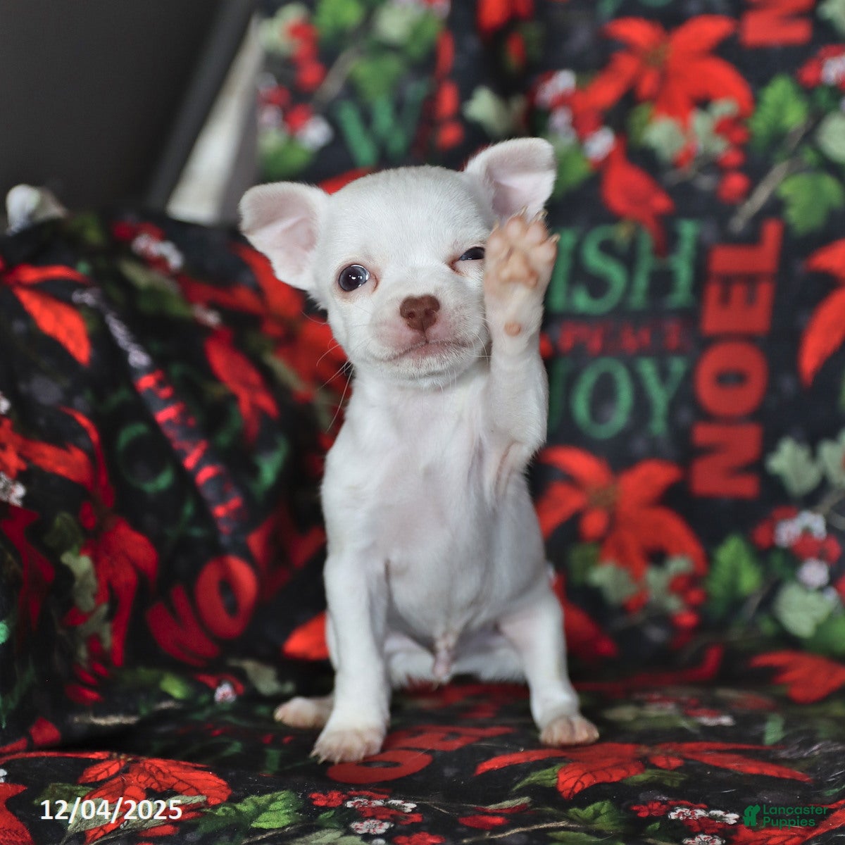 Chihuahua dogs Peanut  - Ad 33