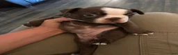 Boston Terrier dogs for sale: Pebbie - Ad 4
