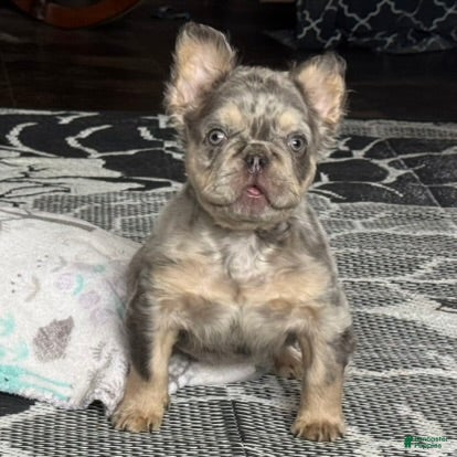 French Bulldog dogs Duke - Ad 12