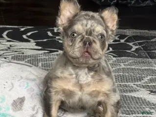 French Bulldog dogs Duke - Ad 12