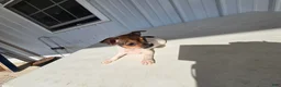 Chihuahua dogs for sale: Charlie - Ad 12