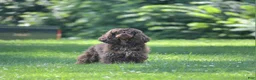 Cocker Spaniel dogs for sale: Cocker Spaniel 1 - Ad 1