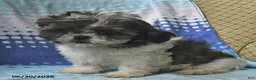 Shih Tzu dogs for sale: Jeremiah - Ad 1