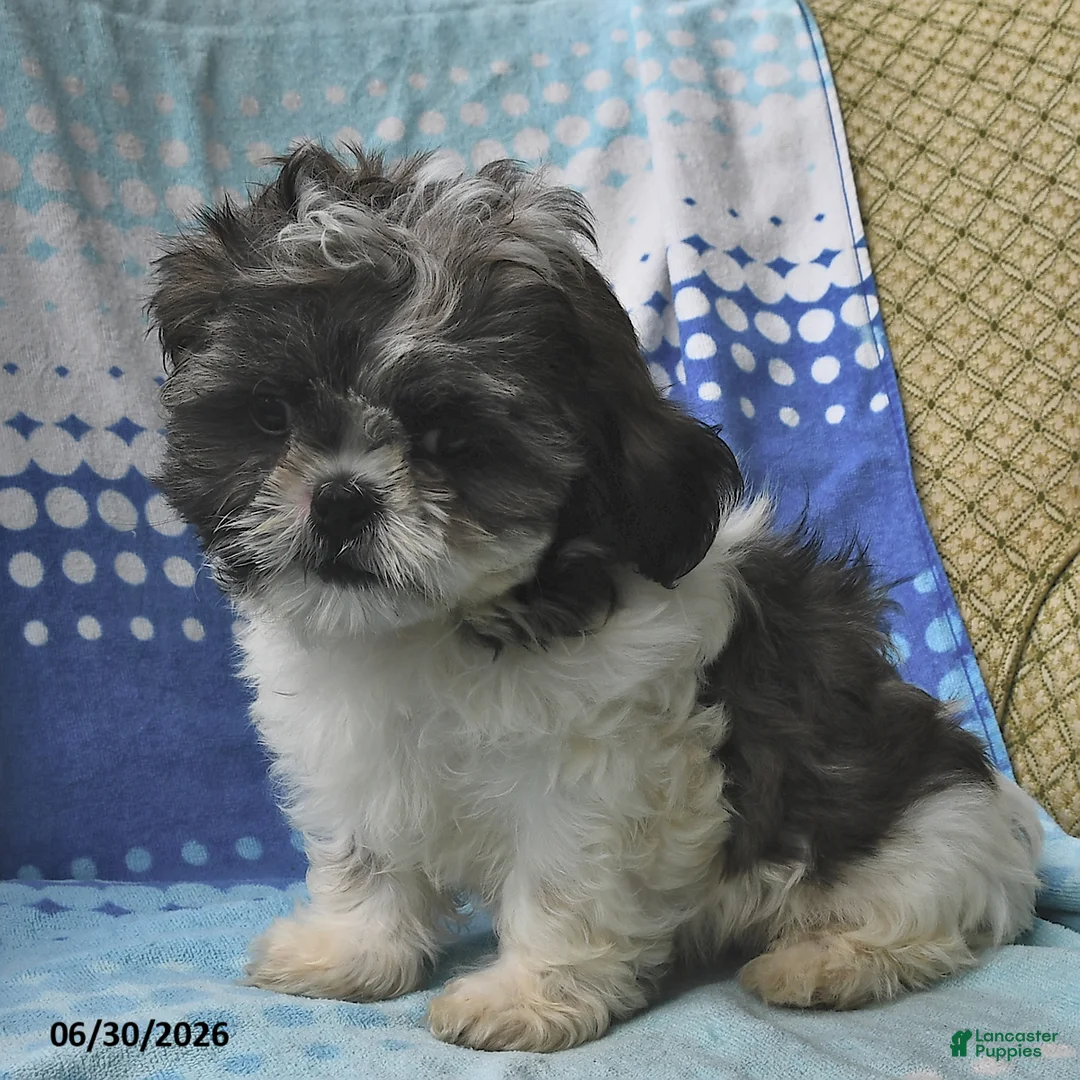 Shih Tzu dogs for sale: Jeremiah - Ad 1