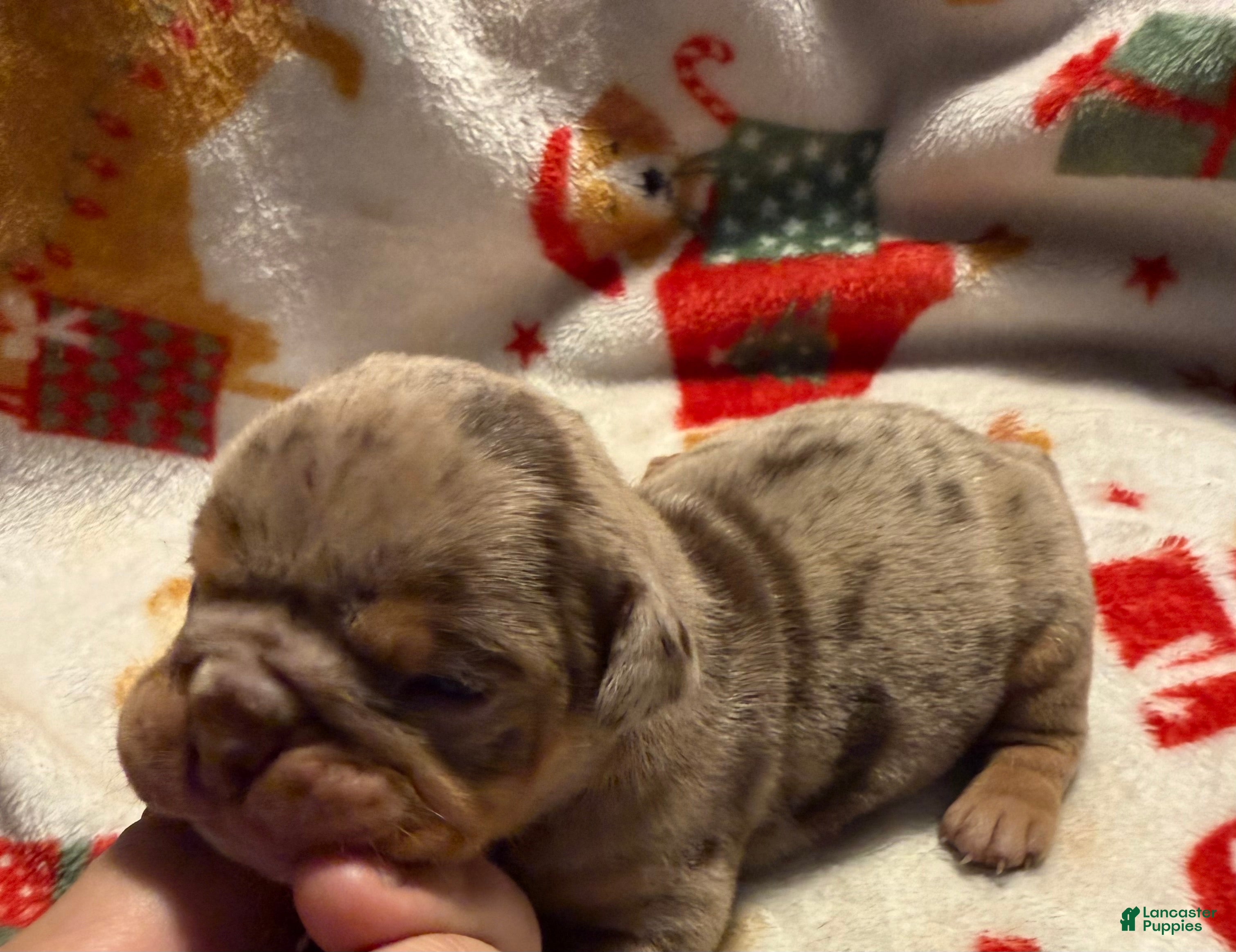 Olde English Bulldogge dogs Tri Chocolate Merle  - Ad 2