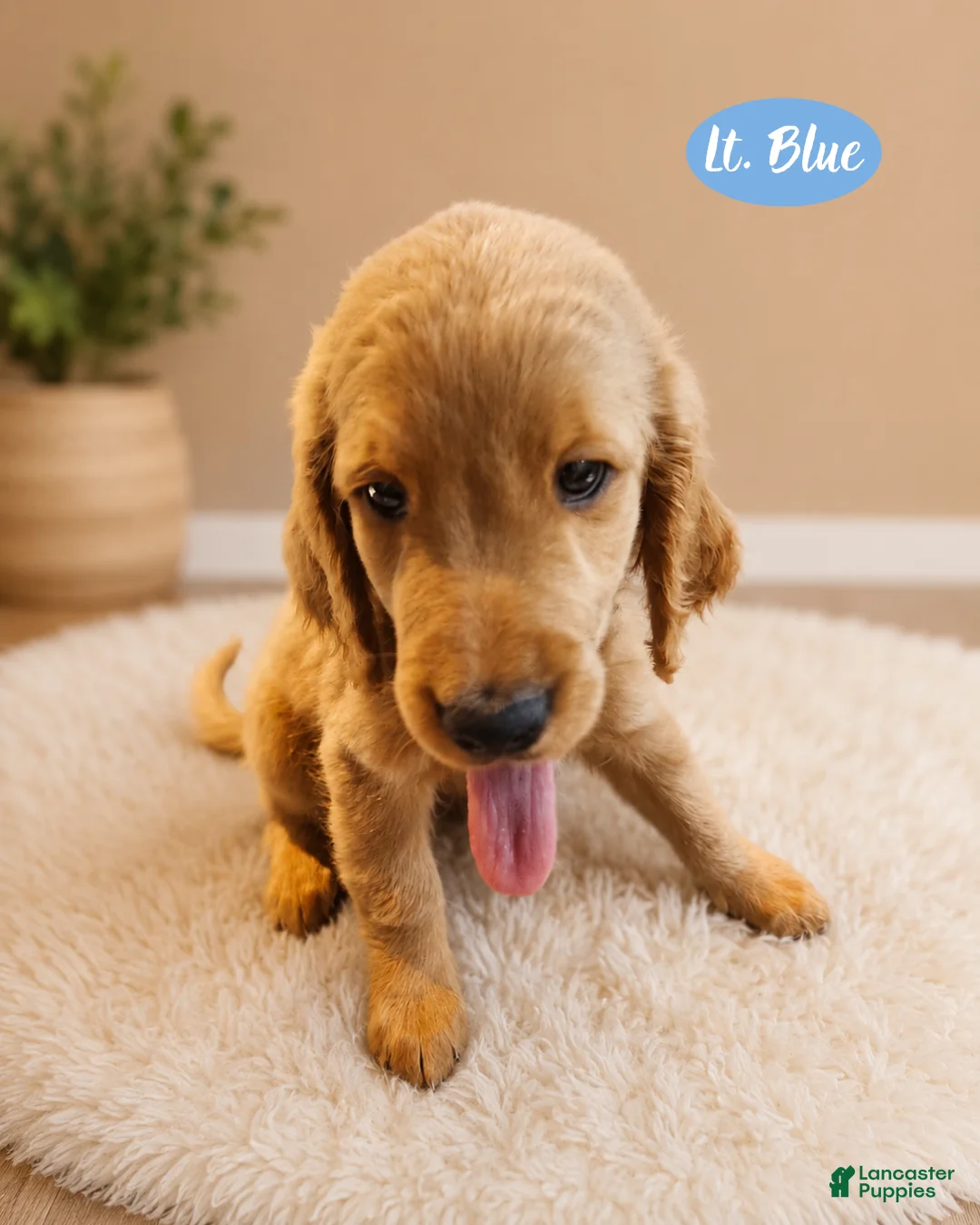 Goldendoodle dogs for sale: Light Blue - Ad 1