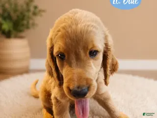 Goldendoodle dogs Light Blue - Ad 12