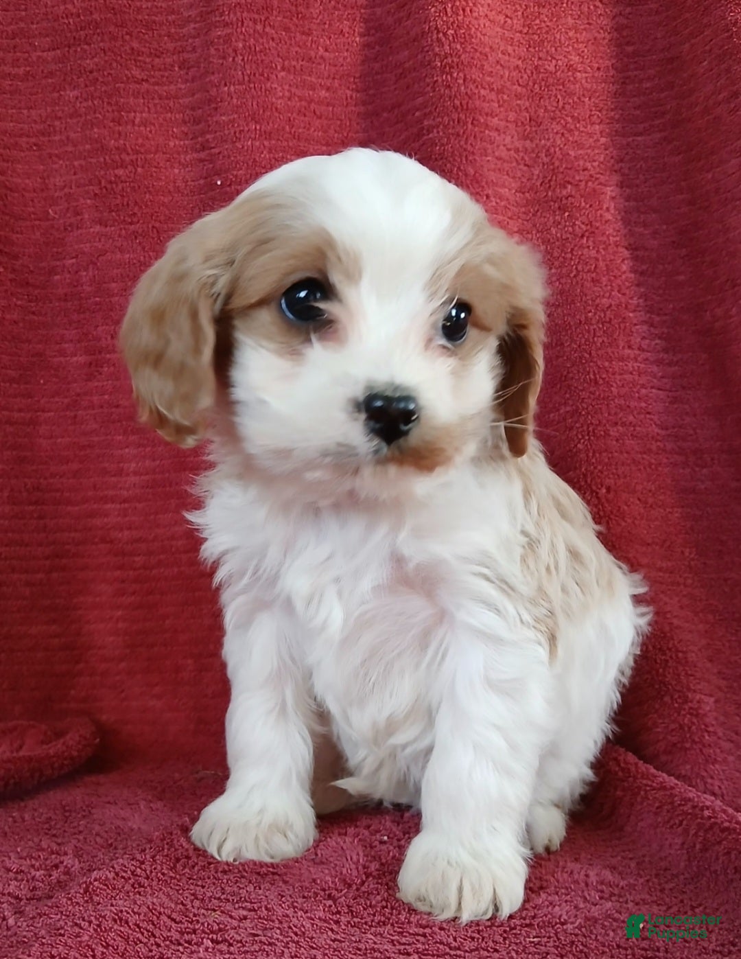 Cavapoo dogs for sale: Bryce - Ad 5