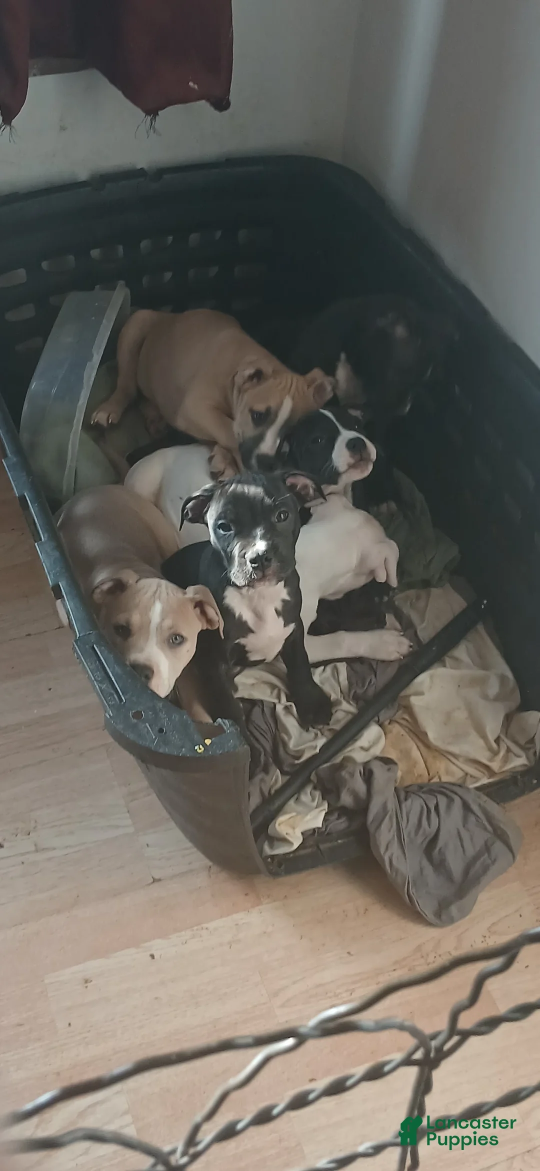 Gallery Image {{count}}