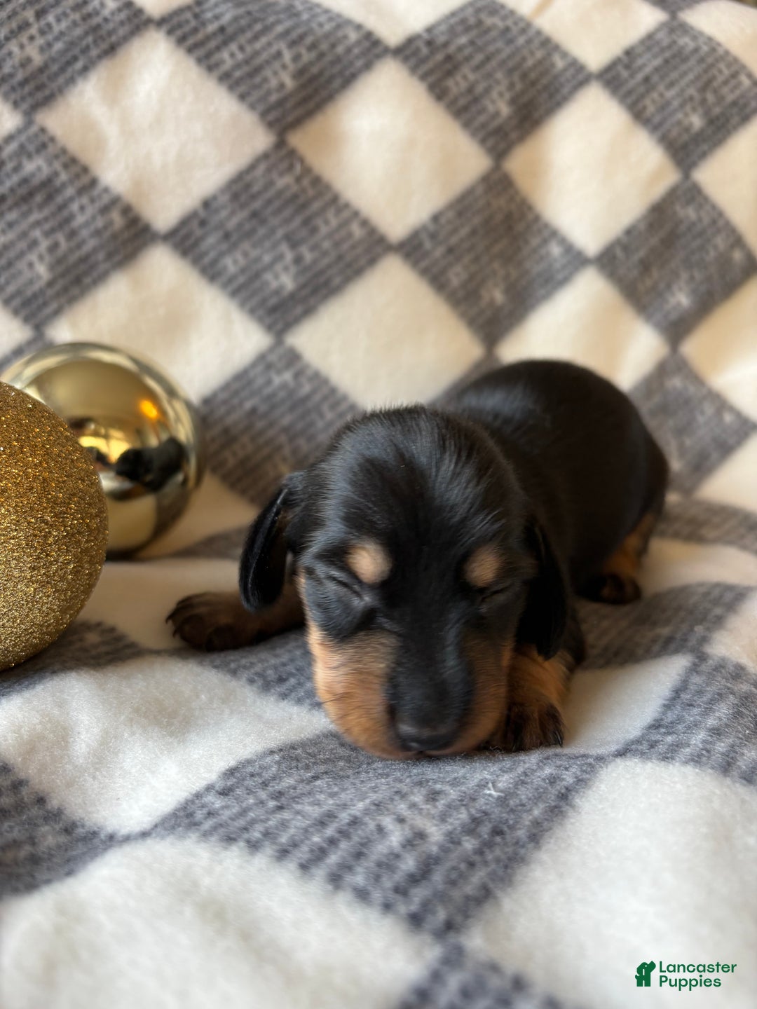 Dachshund dogs for sale: Chevy - Ad 4