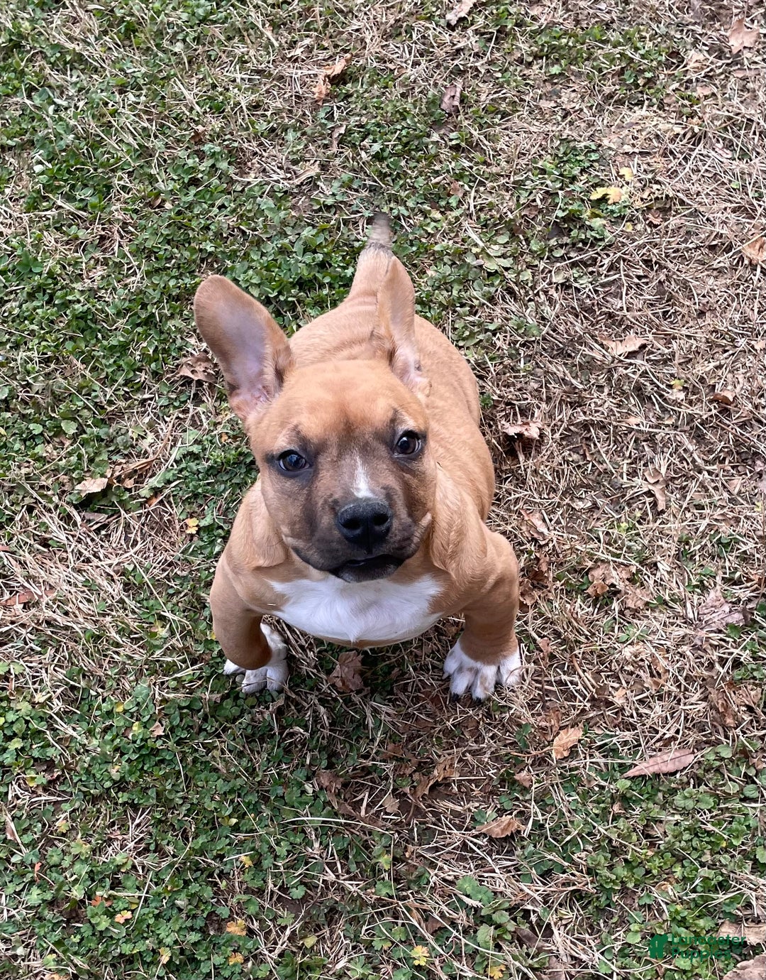 American Bully dogs for sale: Mocha - Ad 11