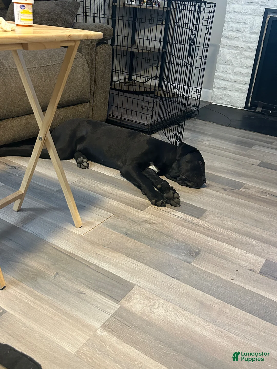 Cane Corso dogs for sale: Cane Corso Puppy 1 - Ad 2