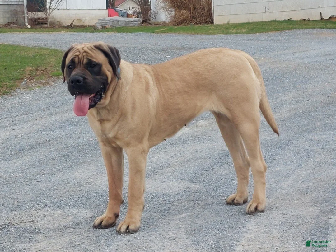 English Mastiff dogs for sale: Mark - Ad 9