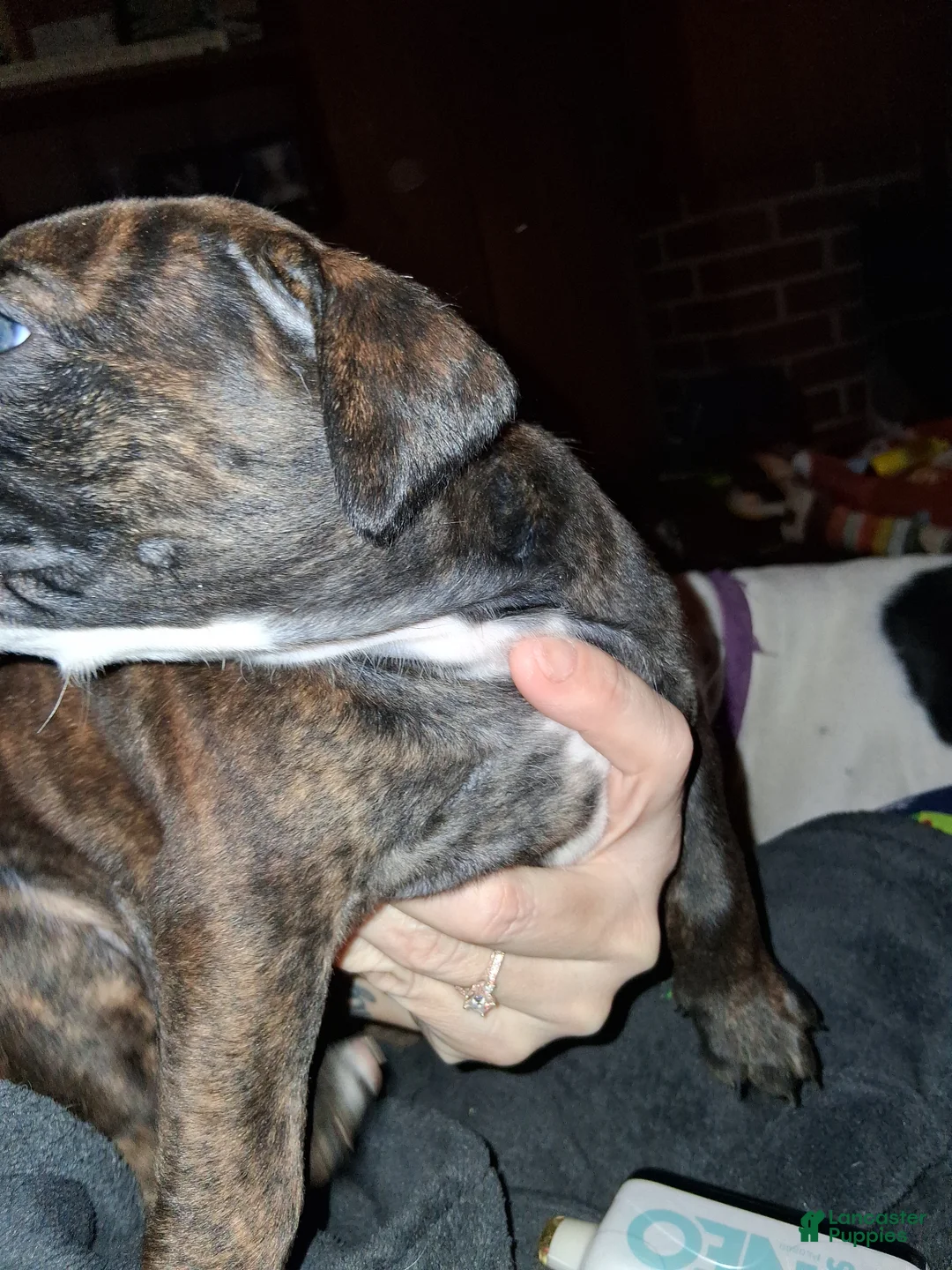 Mixed Breed dogs for sale: Mixed Breed Puppy 3 - Ad 5