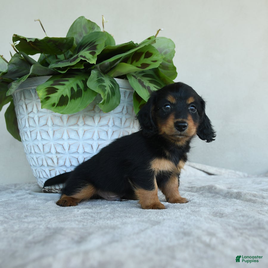 Dachshund dogs for sale: Larry - Ad 2
