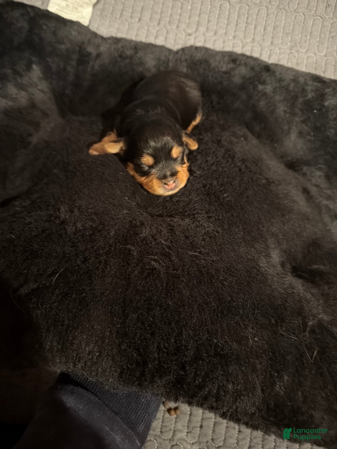 Silky Terrier dogs for sale: Silky Terrier Puppy 2 - Ad 2