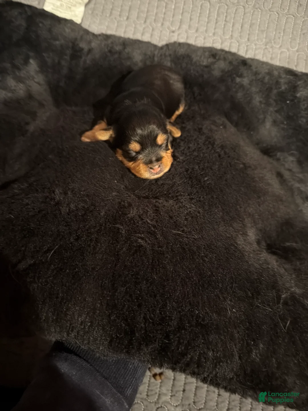 Silky Terrier dogs for sale: Silky Terrier Puppy 2 - Ad 2