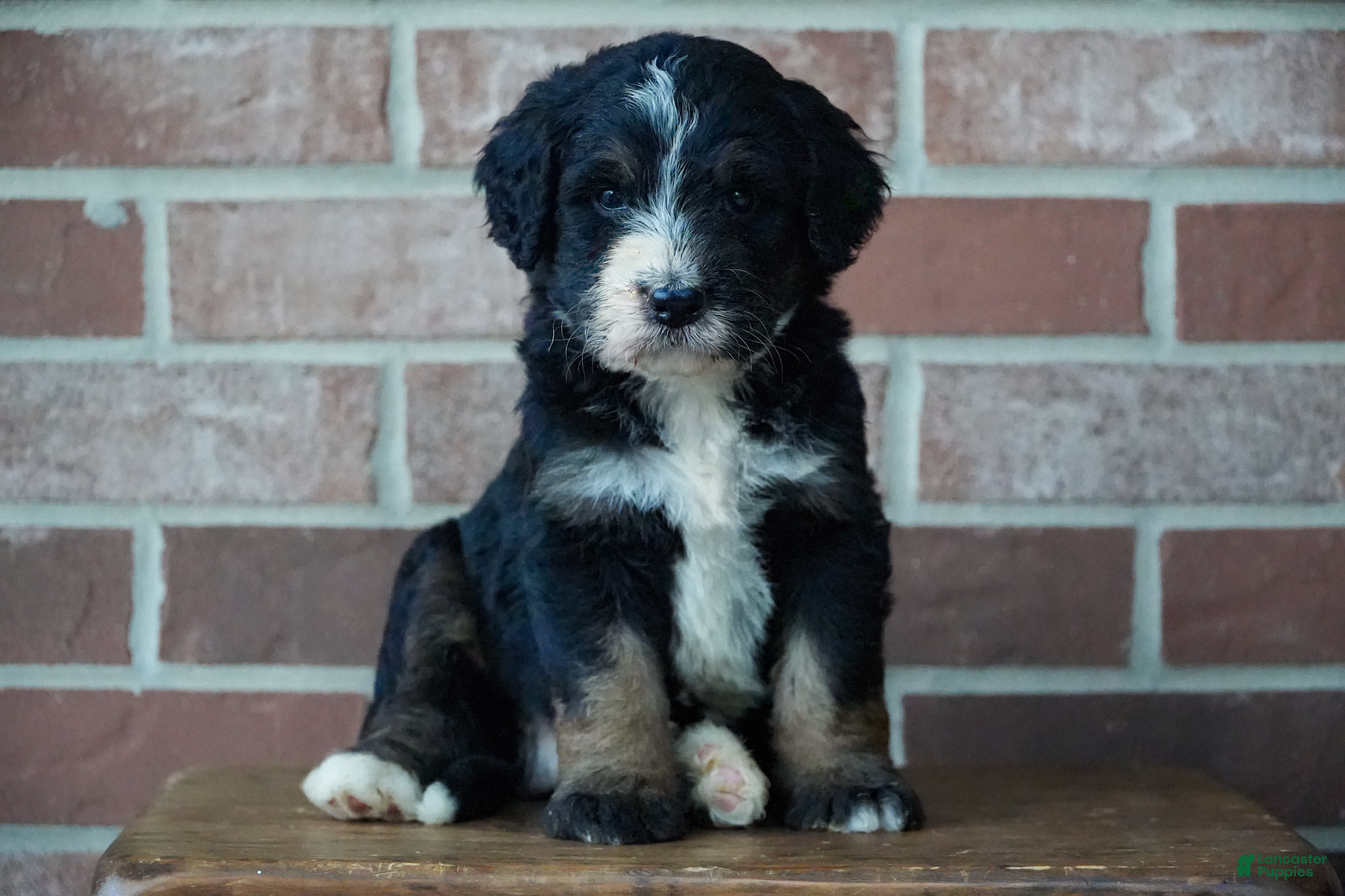 Bernedoodle dogs for sale: Rover - Ad 1