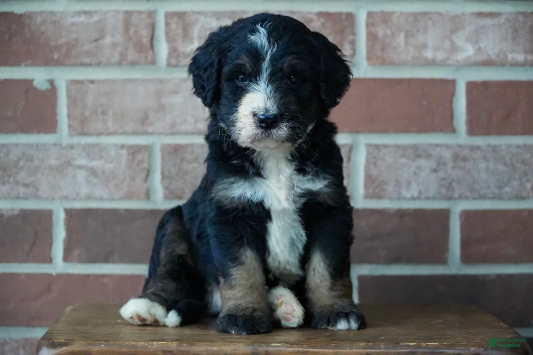 Bernedoodle dogs for sale: Rover - Ad 1