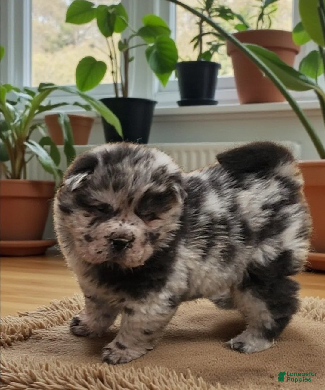 Shar Pei dogs for sale: Tinsel bear coat mini merle  - Ad 1