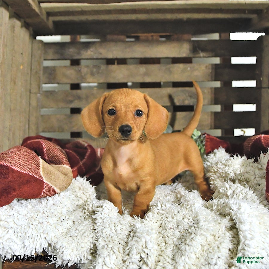 Miniature Dachshund dogs Annie - Ad 2