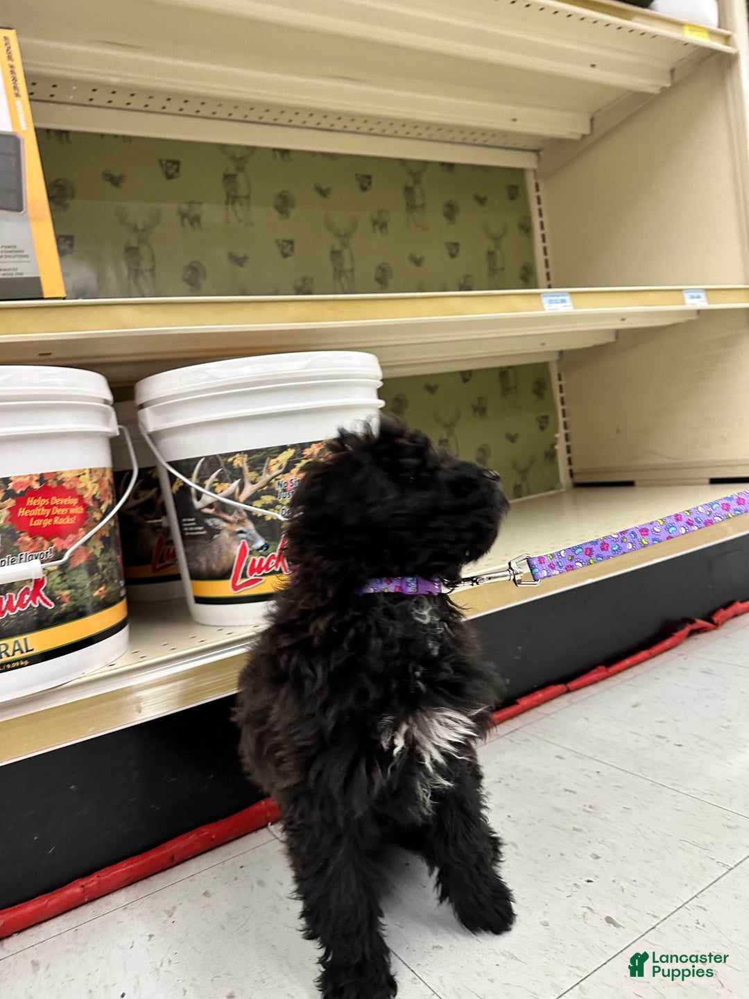 Sheltiedoodle dogs for sale: Sheltiedoodle Puppy 2 - Ad 7