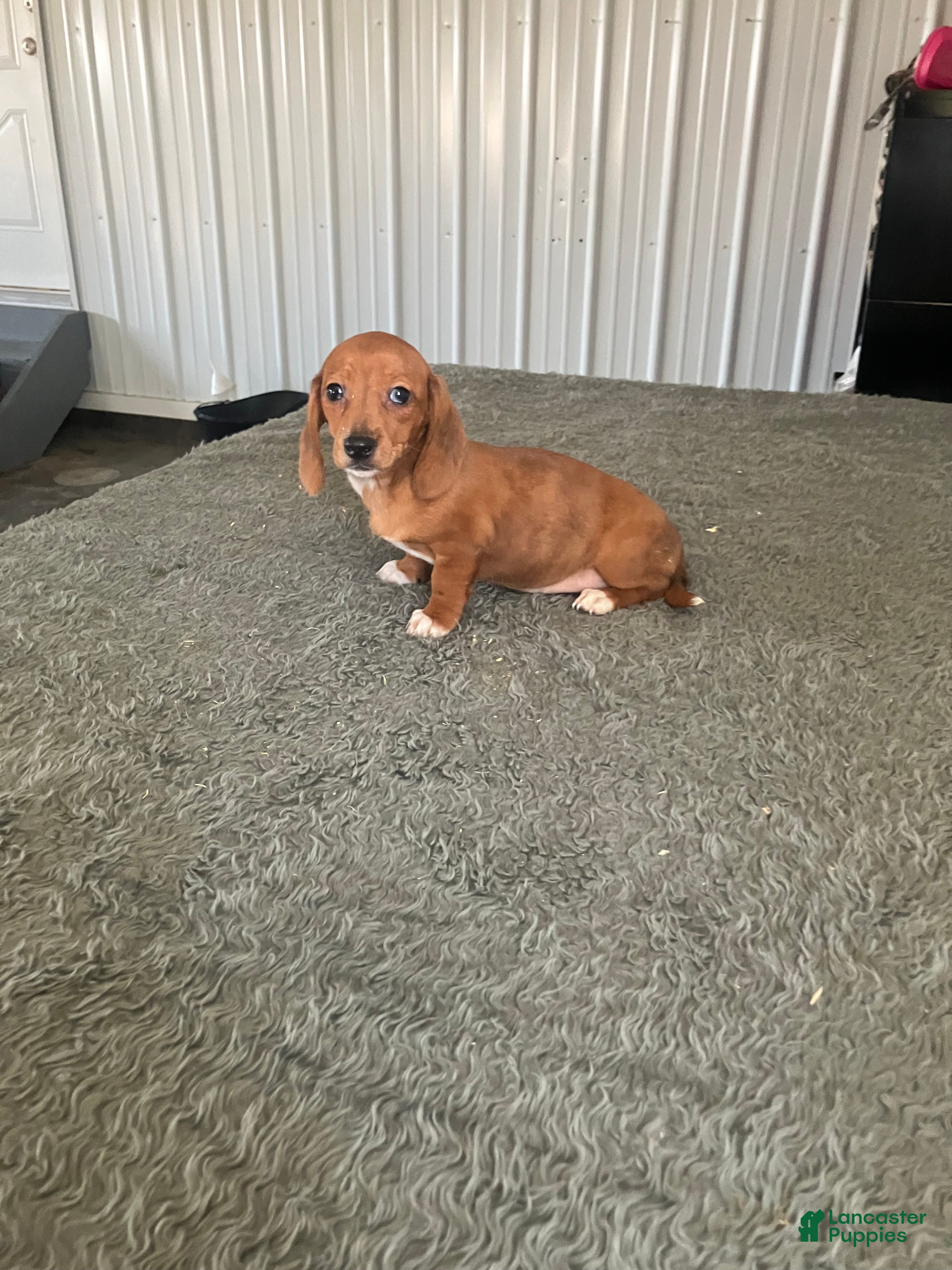 Miniature Dachshund dogs AKC Katie - Ad 18