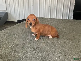 Miniature Dachshund dogs AKC Katie - Ad 18
