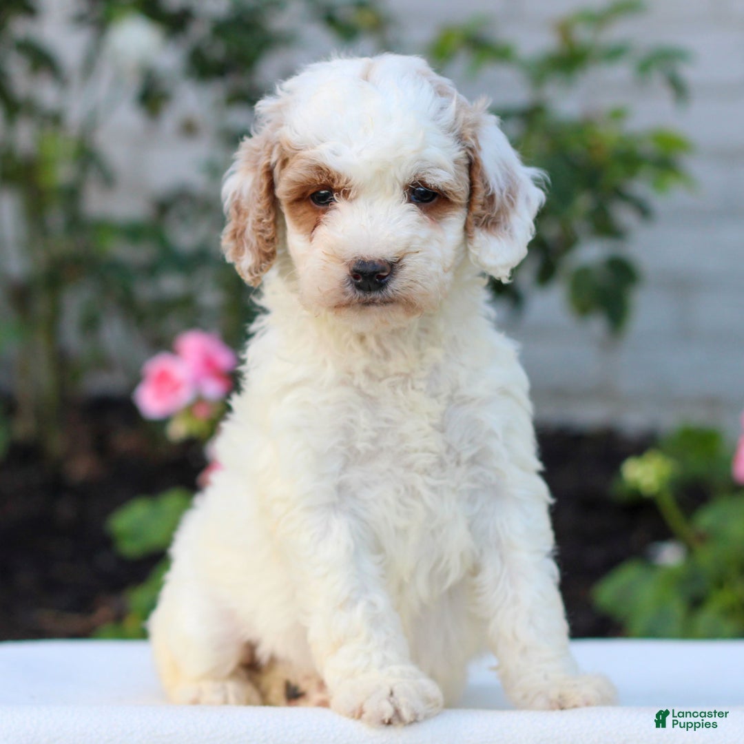 Mini Goldendoodle dogs for sale: Heather  - Ad 1