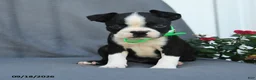 Boston Terrier dogs for sale: Hershey - Ad 5