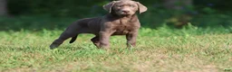Labrador Retriever dogs for sale: Duchess - Ad 3