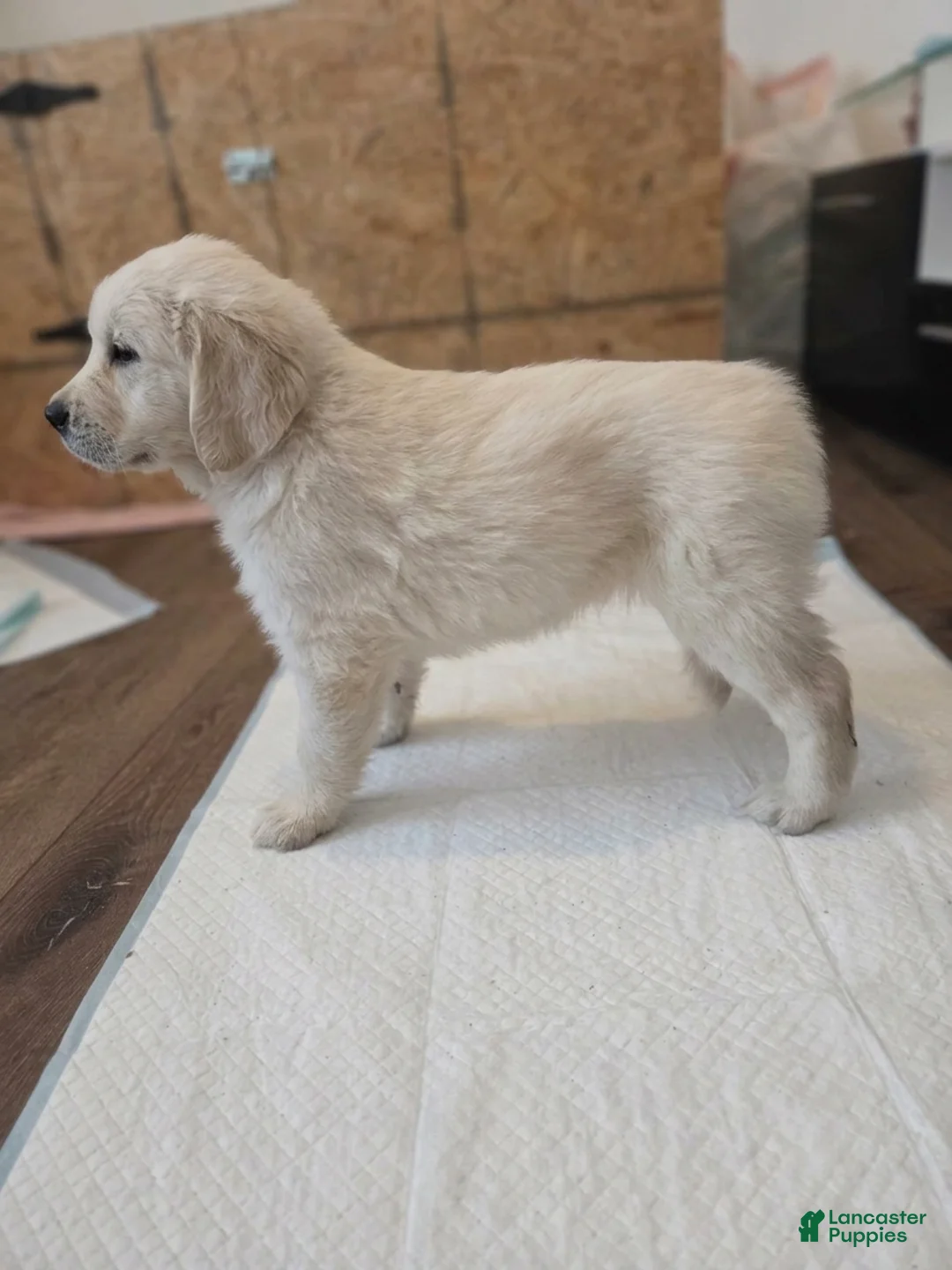 Golden Retriever dogs for sale: Golden Retriever 1 - Ad 1