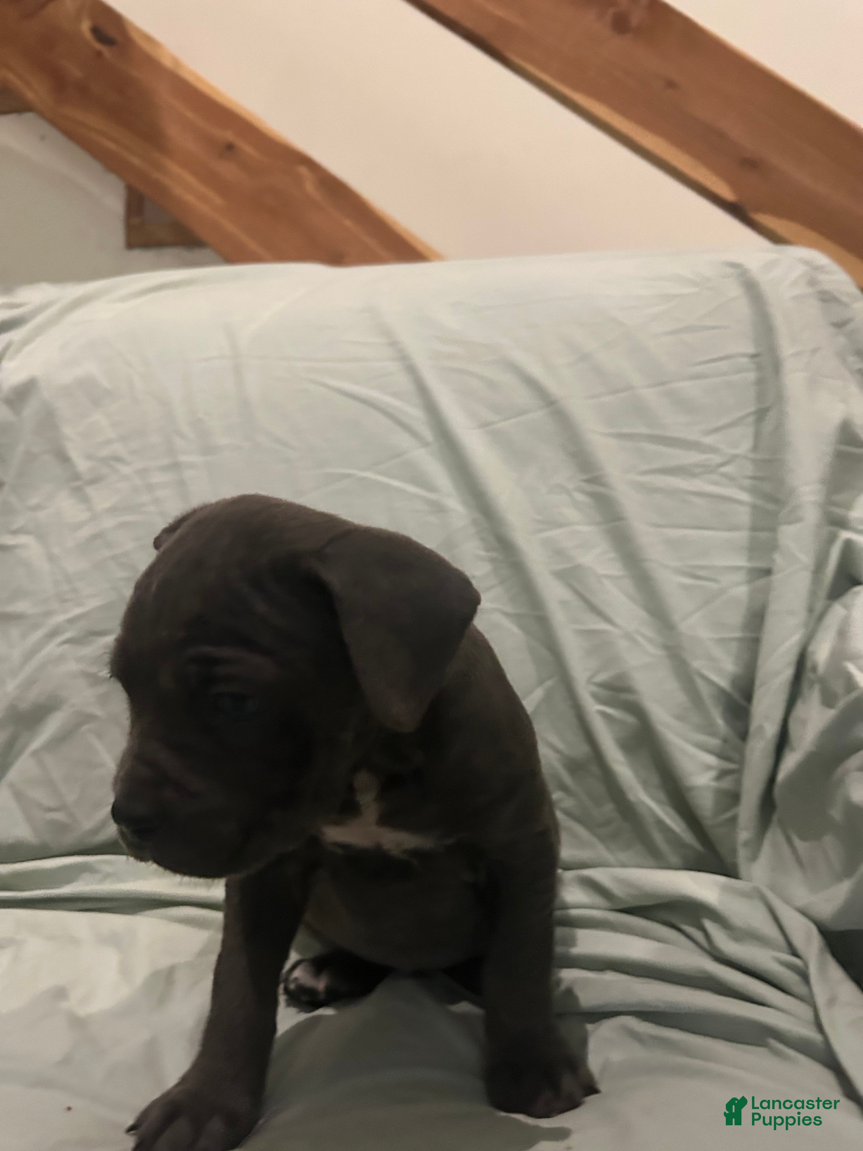 Cane Corso dogs Cane Corso Puppy 5 - Ad 18