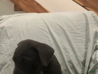 Cane Corso dogs Cane Corso Puppy 5 - Ad 18