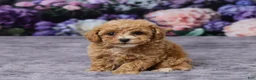 Bichpoo dogs for sale: Diamond - Ad 2
