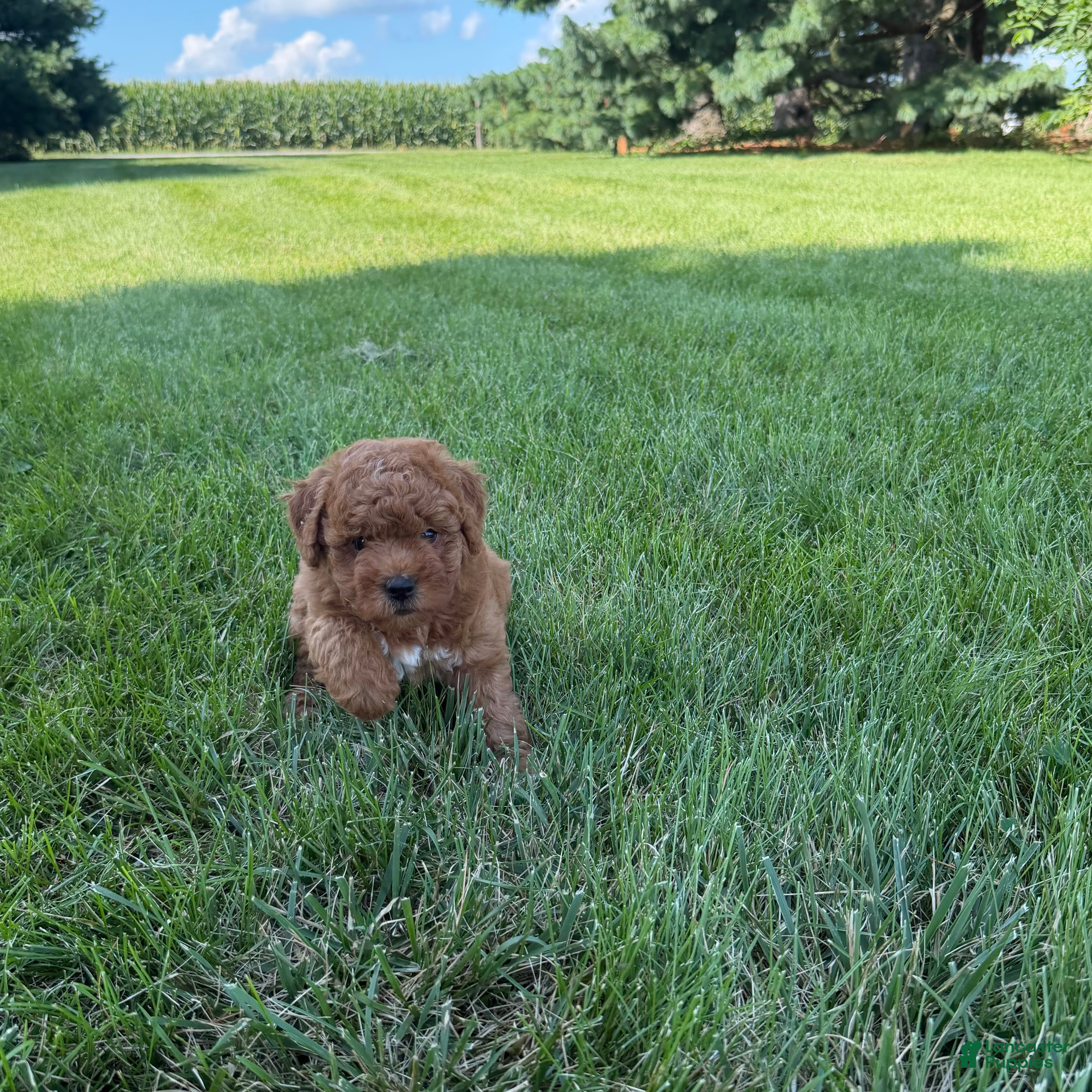 Mini Goldendoodle dogs Lollipop Mini Goldendoodle  - Ad 2