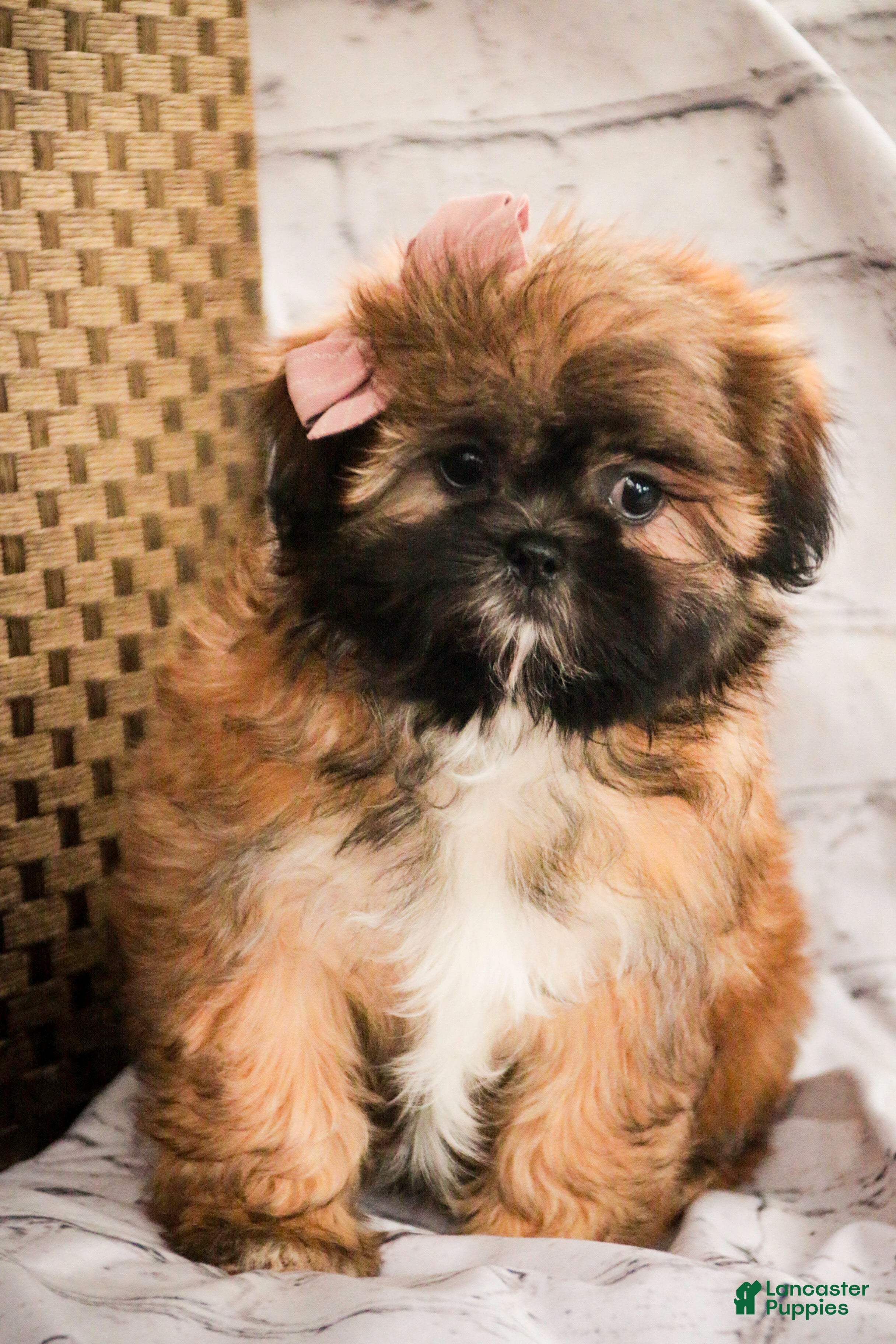 Shih Tzu dogs Shandy - Ad 13