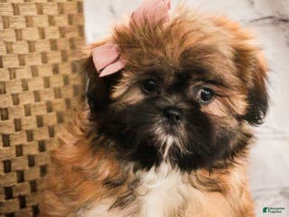 Shih Tzu dogs Shandy - Ad 13