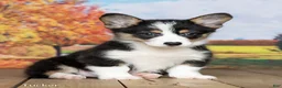 Welsh Corgi Pembroke dogs for sale: Tucker - Ad 3